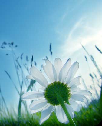Blume